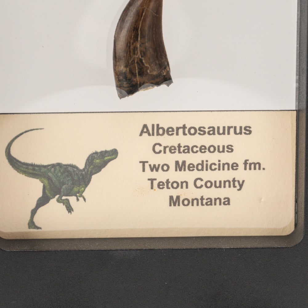 Genuine Albertosaurus Rex Tooth in a Display Box
