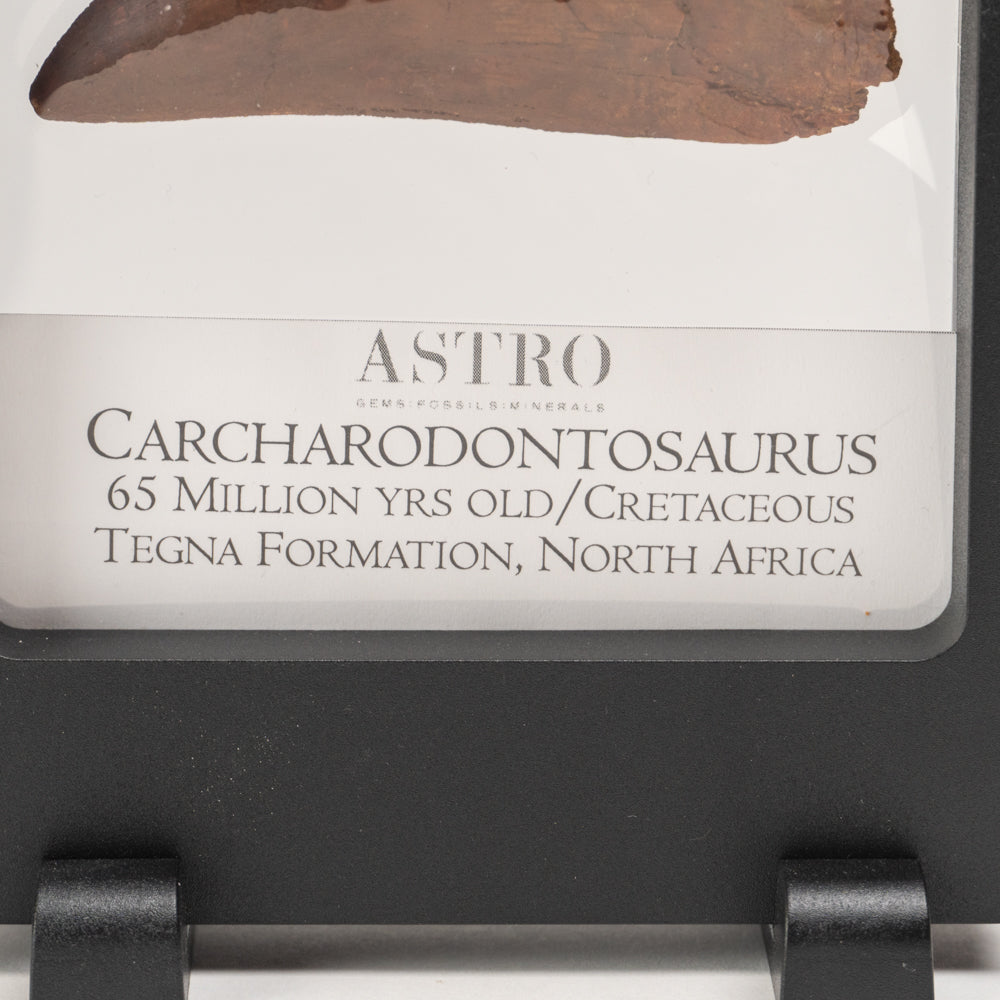 Carcharodontosaurus Tooth in a Display Box