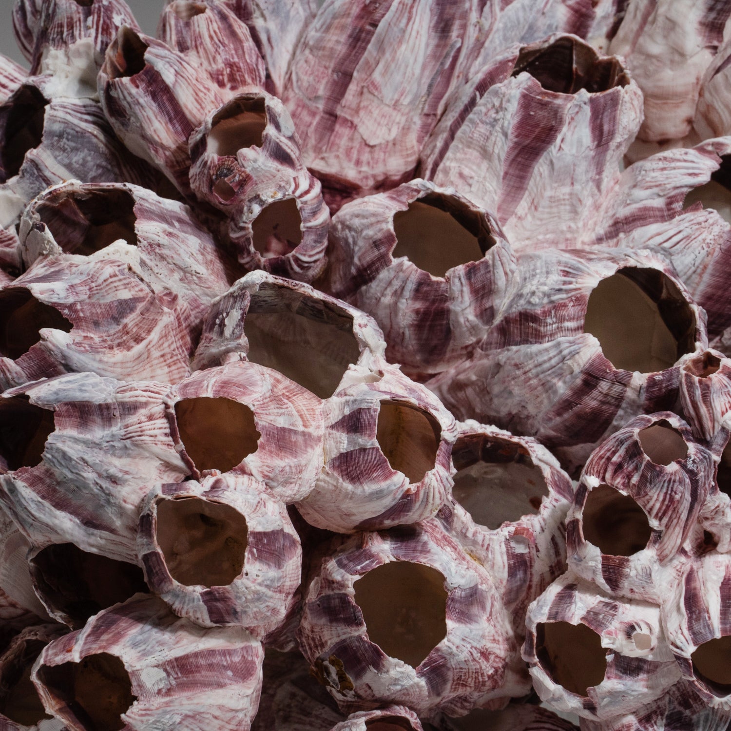 Natural Purple Acorn Barnacle Cluster (3.7 lbs)