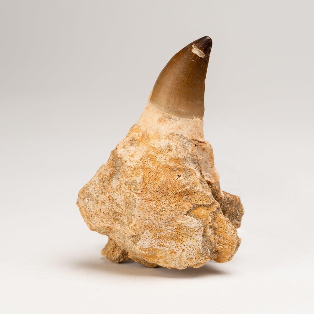 Mosasaur Tooth From Phosphate Deposits - Khouribga, Morocco (228.3 grams)