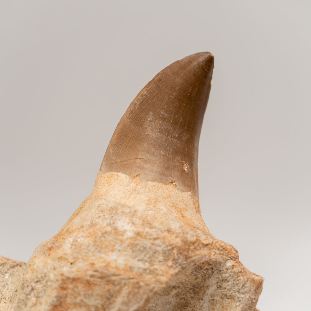 Mosasaur Tooth From Phosphate Deposits - Khouribga, Morocco (326 grams)