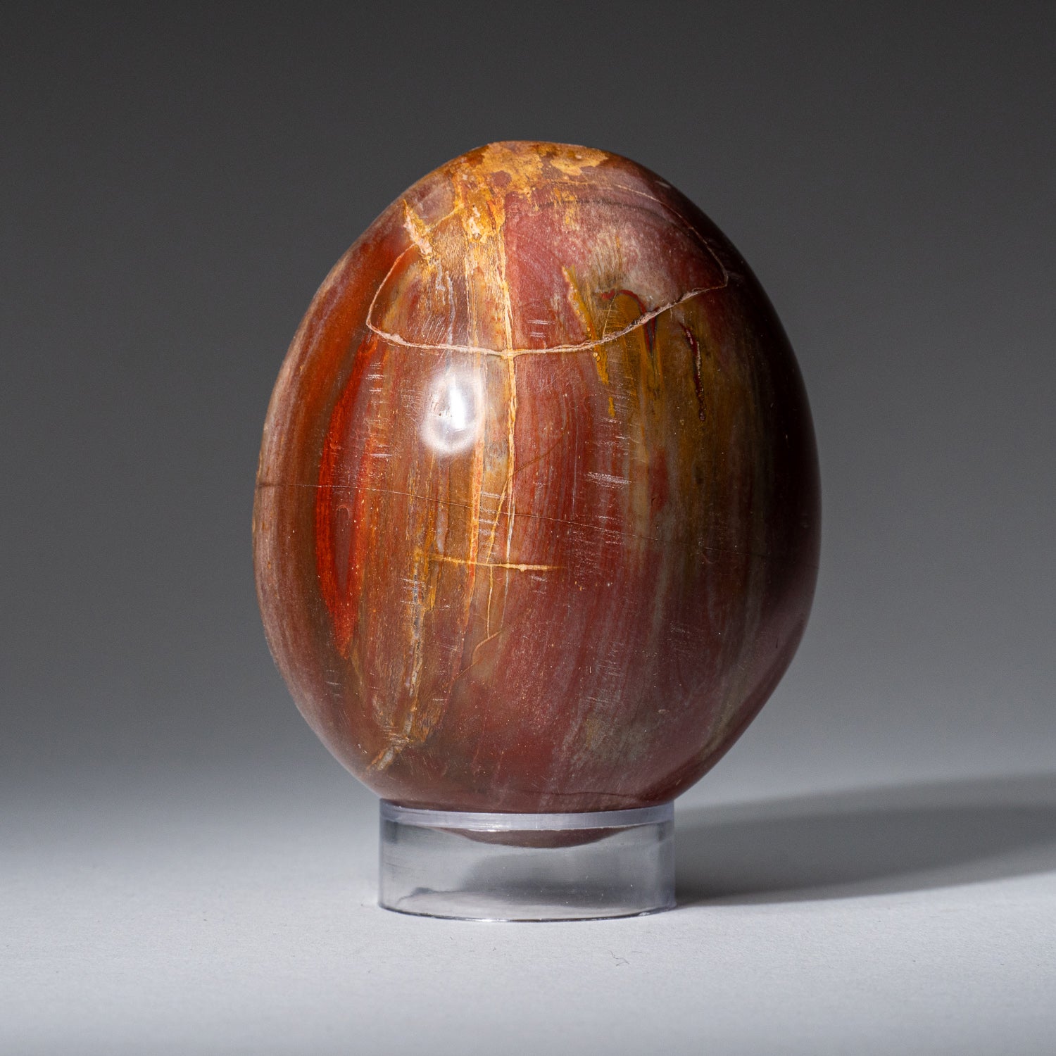 Genuine Polished Petrified Wood (3") Egg from Madagascar