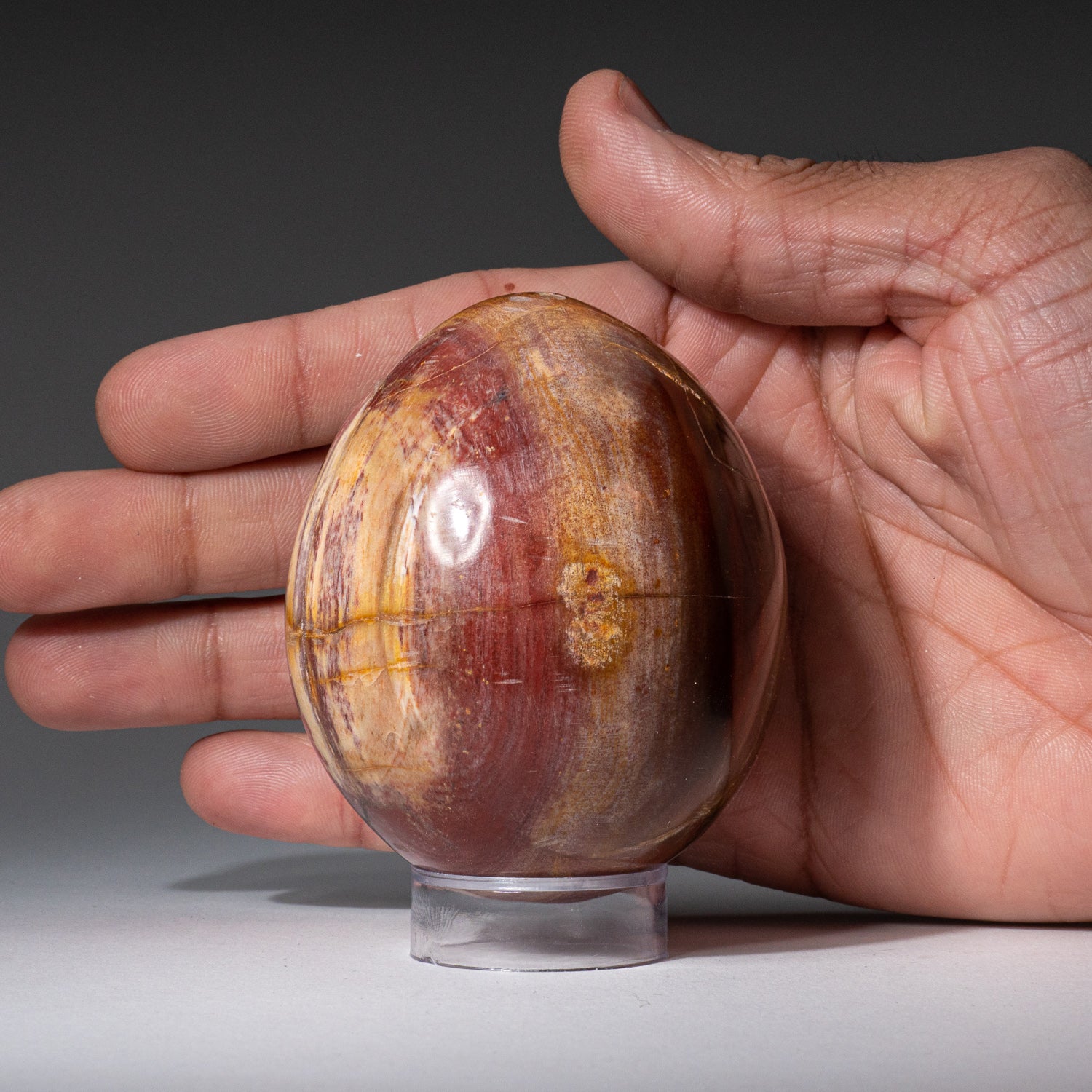 Genuine Polished Petrified Wood (3") Egg from Madagascar