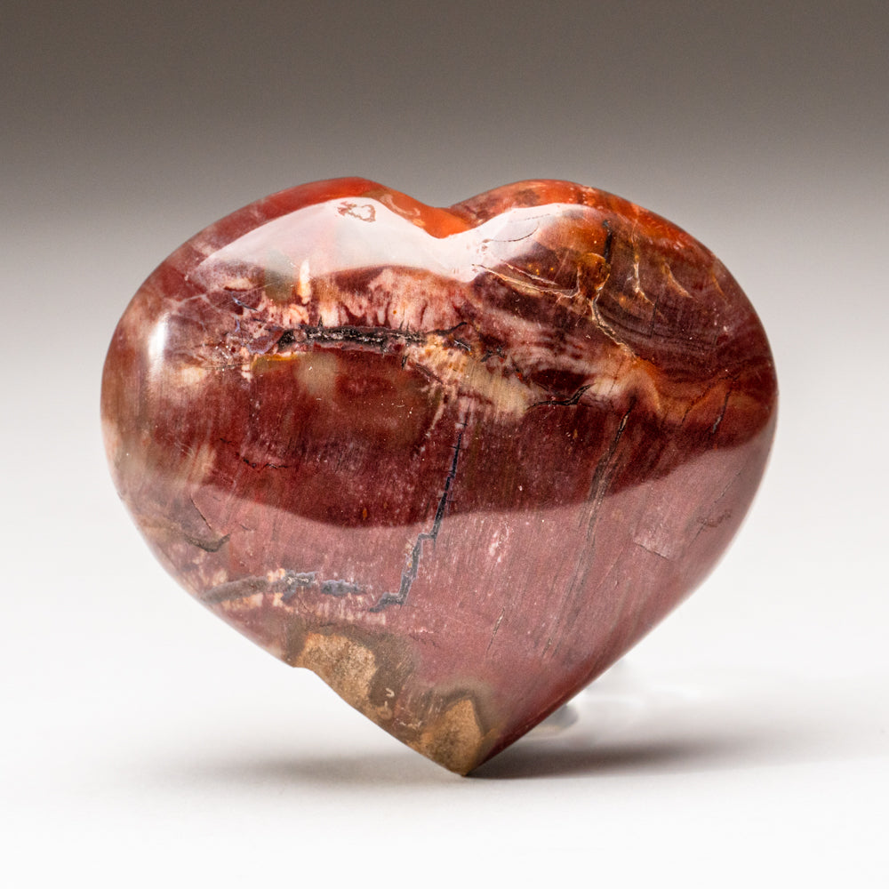 Petrified Wood Heart from Madagascar (191.2 grams)