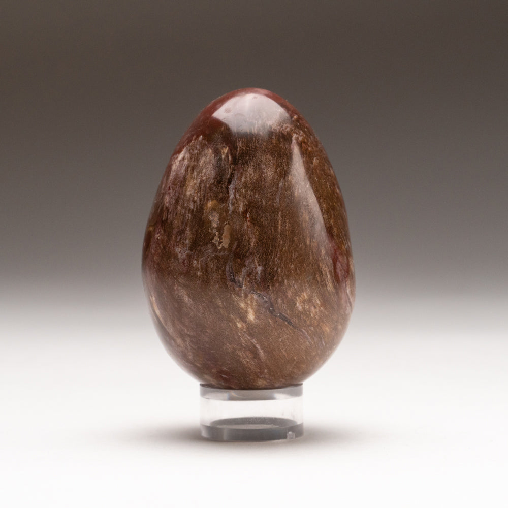 Polished Petrified Wood Egg from Madagascar (277.8 grams)