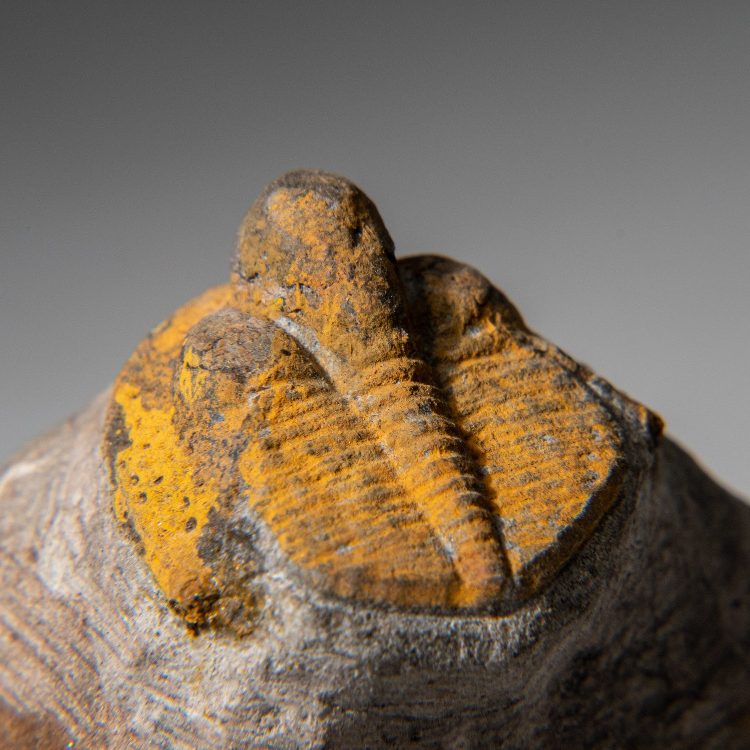 Genuine Trilobite Fossil (Ptychopariida) on Matrix (97.5 grams)