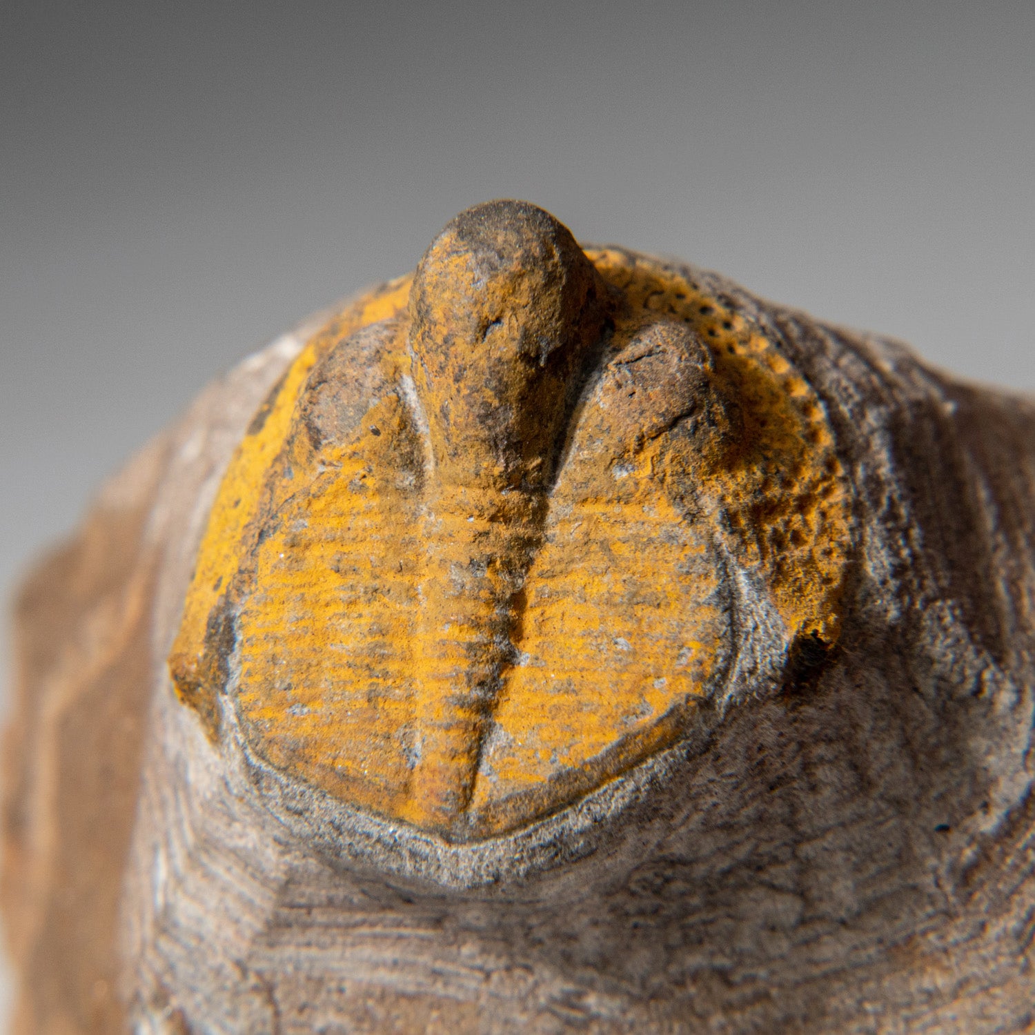 Genuine Trilobite Fossil (Ptychopariida) on Matrix (97.5 grams)