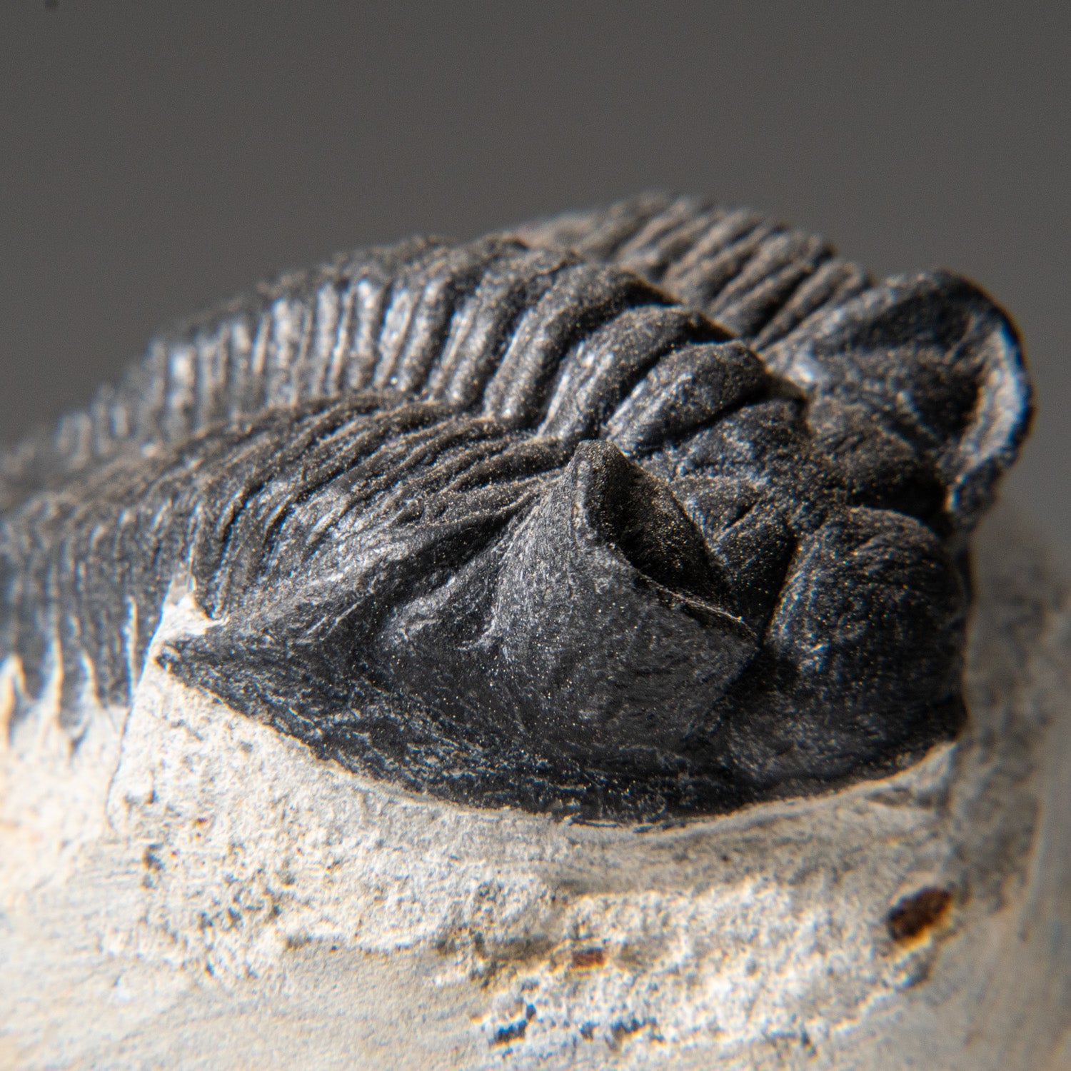 Genuine Trilobite Fossil (Ptychopariida) on Matrix (184.4 grams)