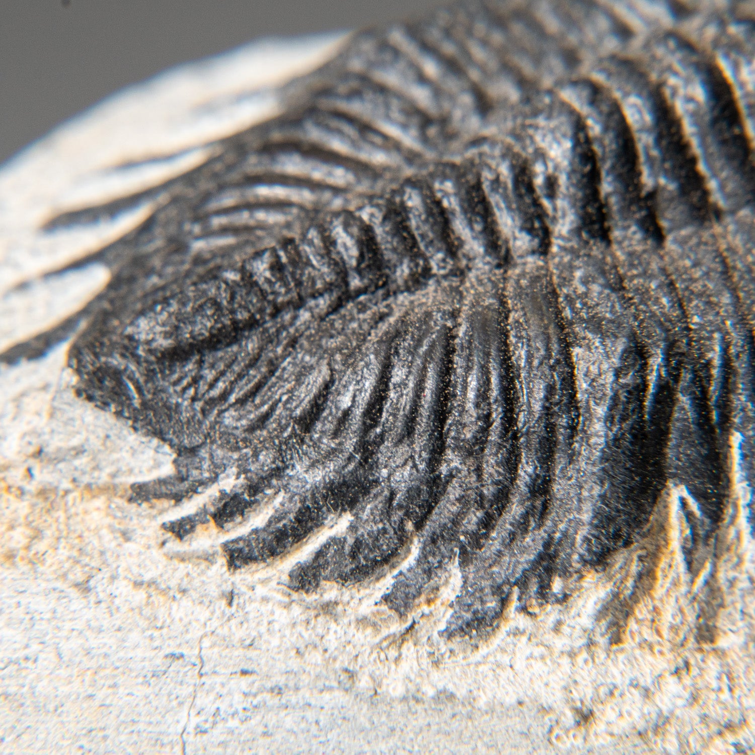 Genuine Trilobite Fossil (Ptychopariida) on Matrix (184.4 grams)