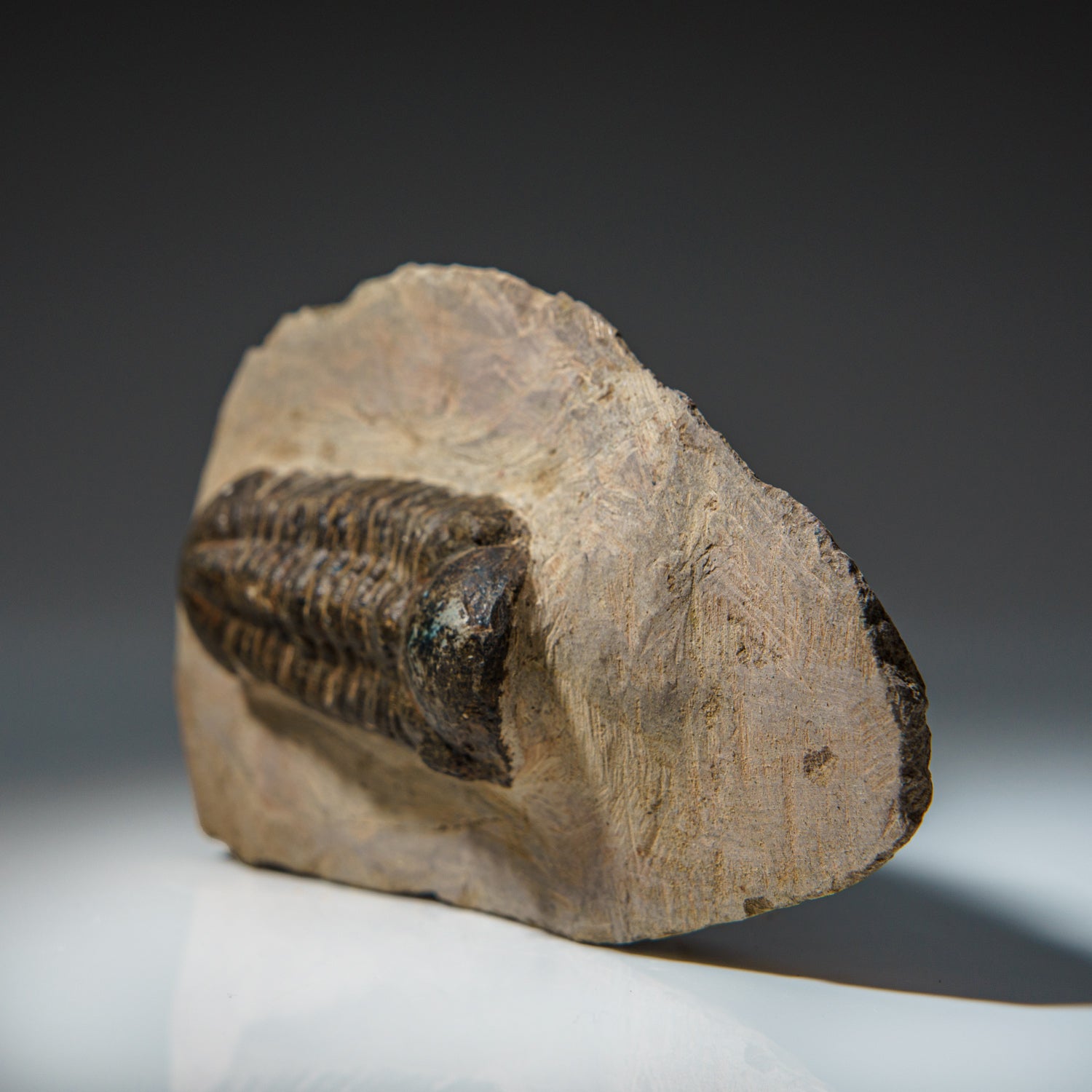 Genuine Asaphus Lepidurus Trilobite in Matrix from Morocco  (421.5 grams)