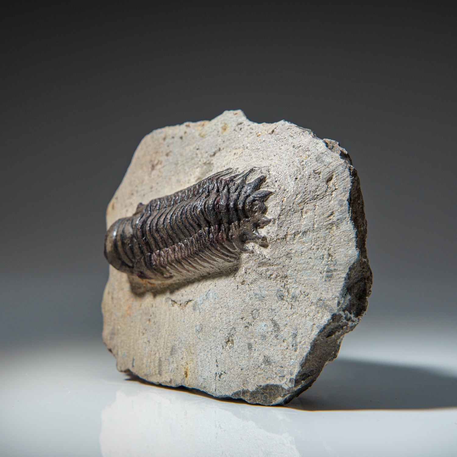 Genuine Crotalocephalina Trilobite in Matrix from Morocco (467.6 grams)