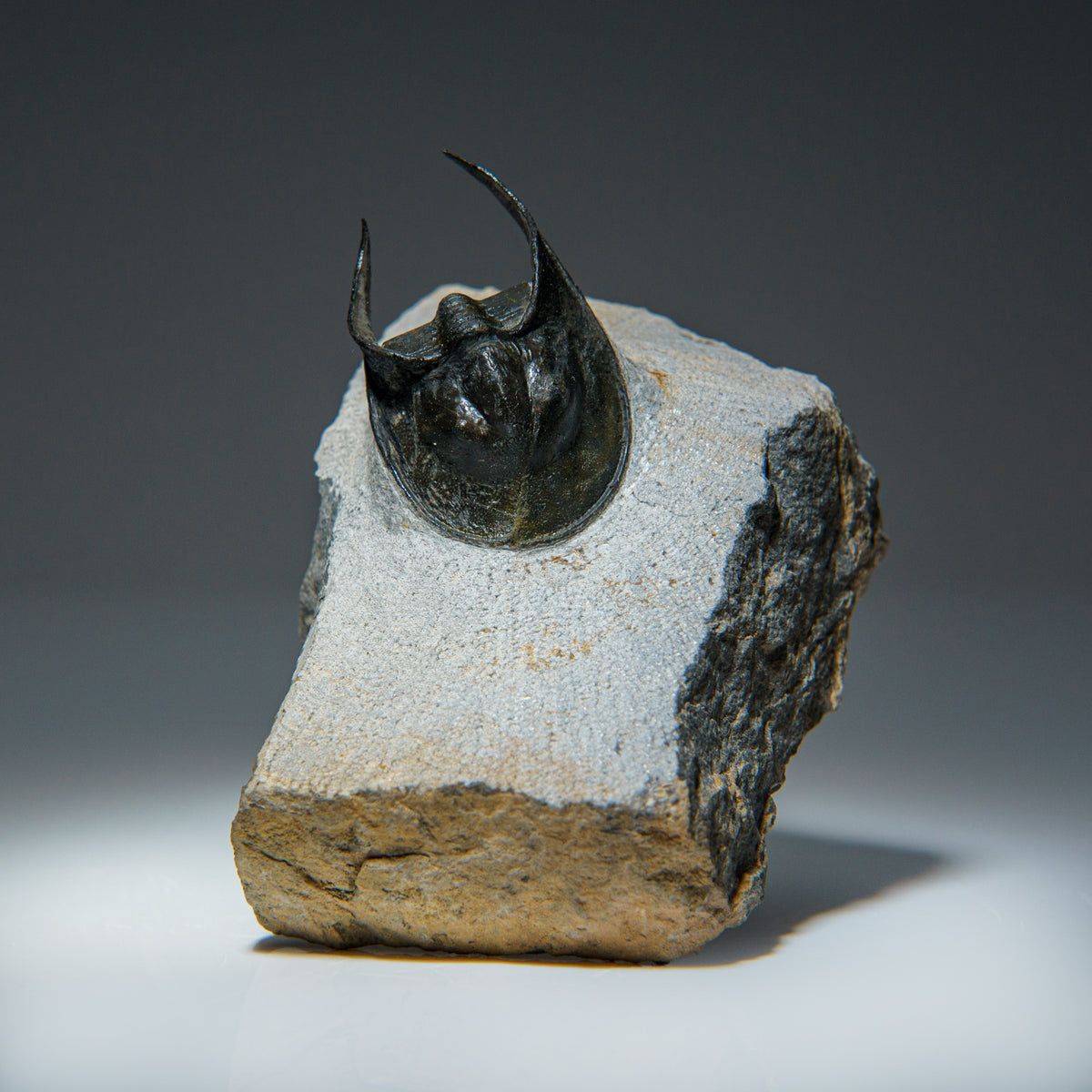 Ceratarges Spinosus Trilobite from Morocco (452.1 grams) — Astro