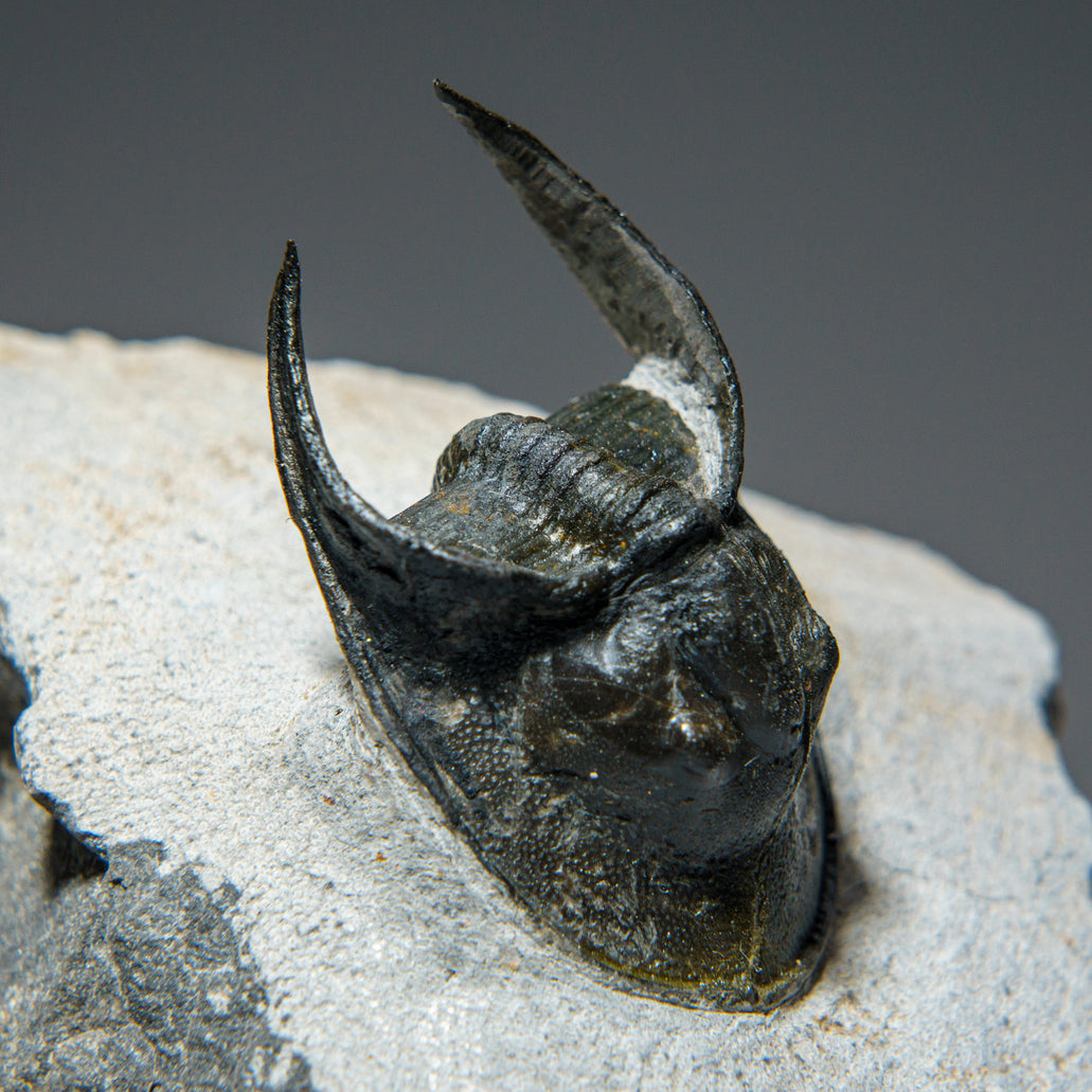 Ceratarges Spinosus Trilobite 452.1 grams Fossil | Order Today