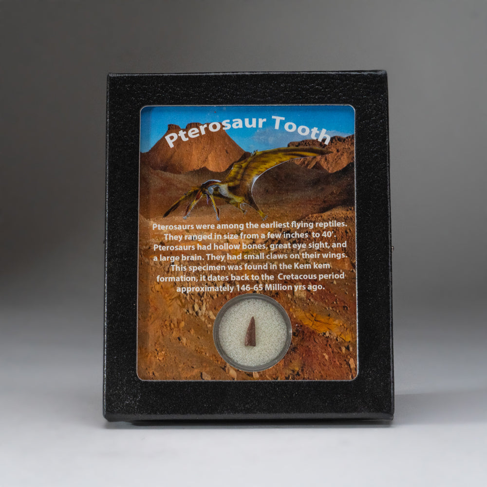 Genuine Pterosaur (Reptiles) Tooth in Glass Display Box (DT-BX2)