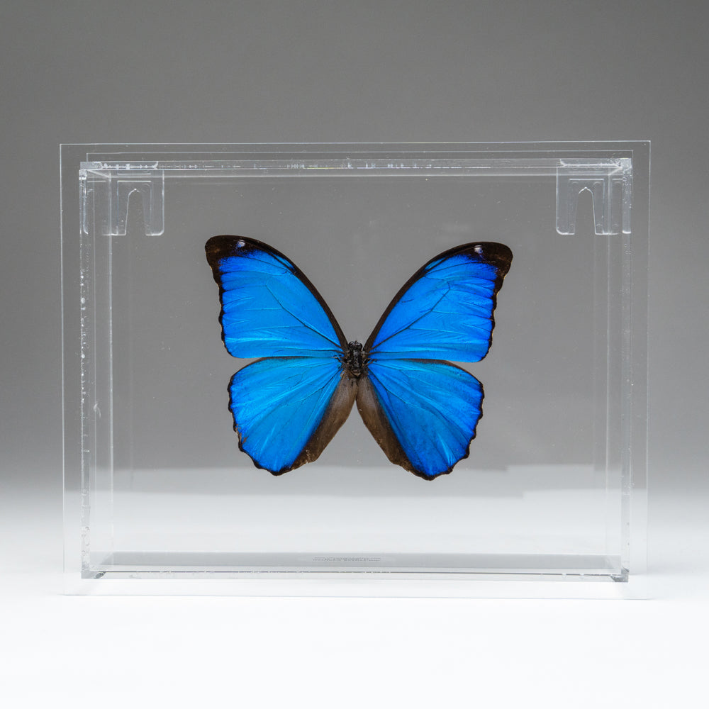 Butterfly in Clear Display Frame