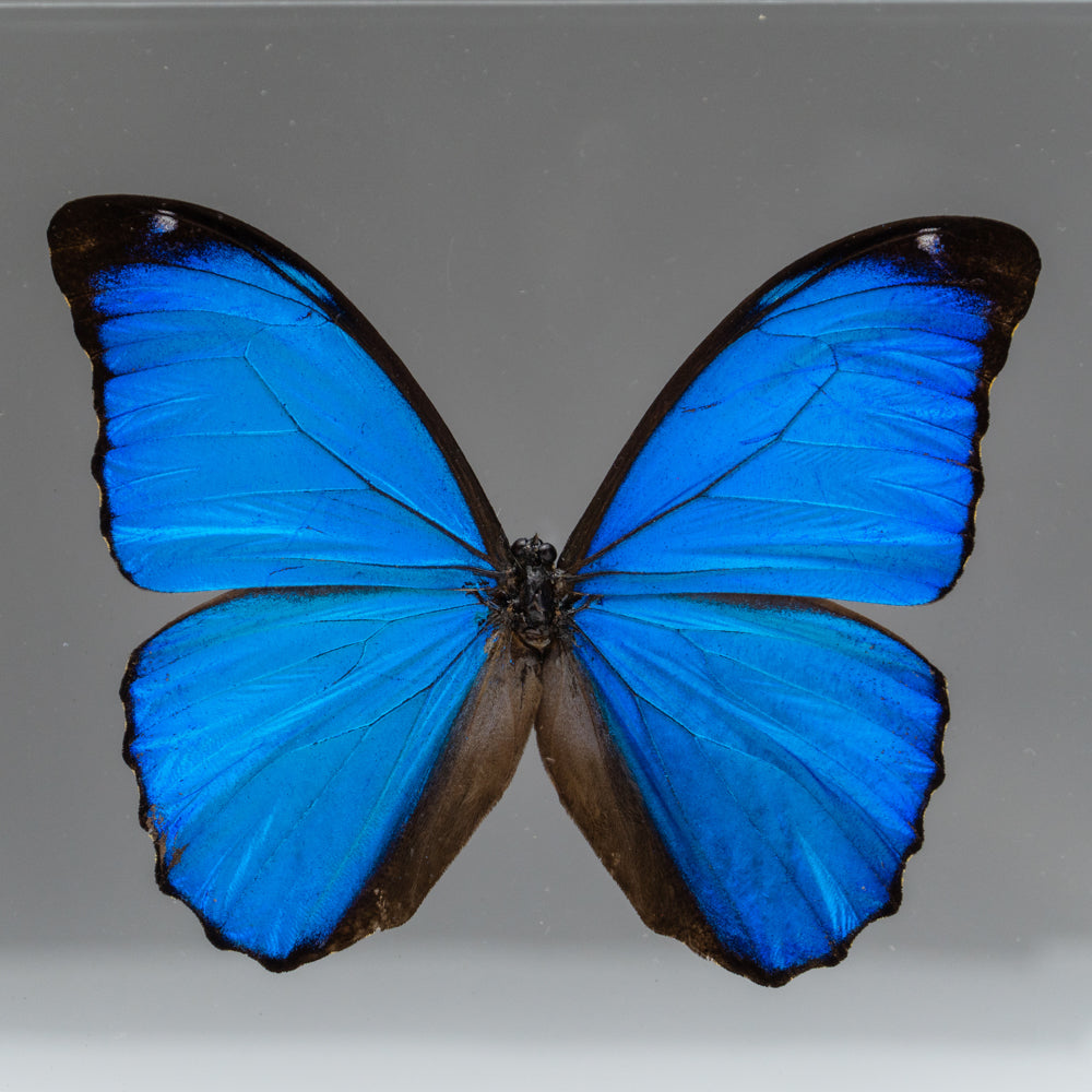 Butterfly in Clear Display Frame