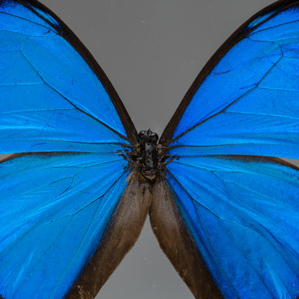 Butterfly in Clear Display Frame