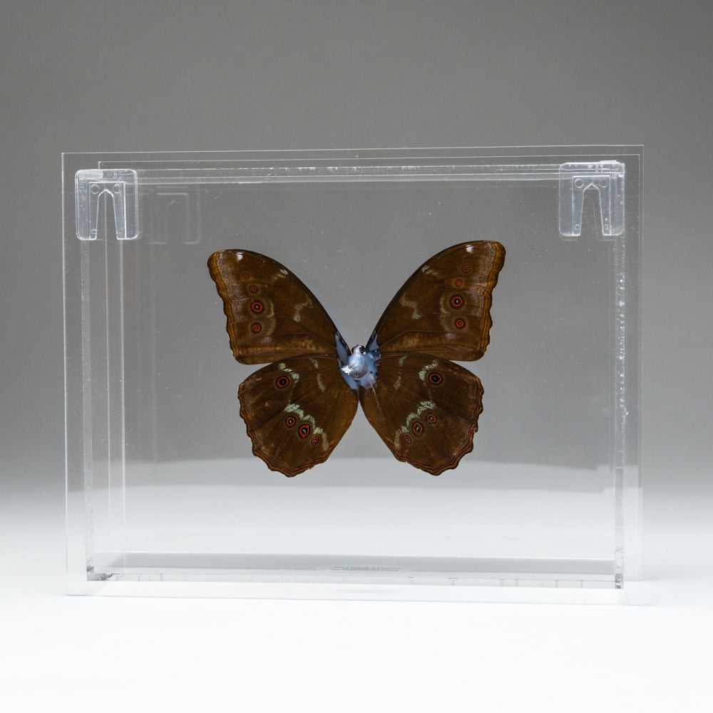 Butterfly in Clear Display Frame