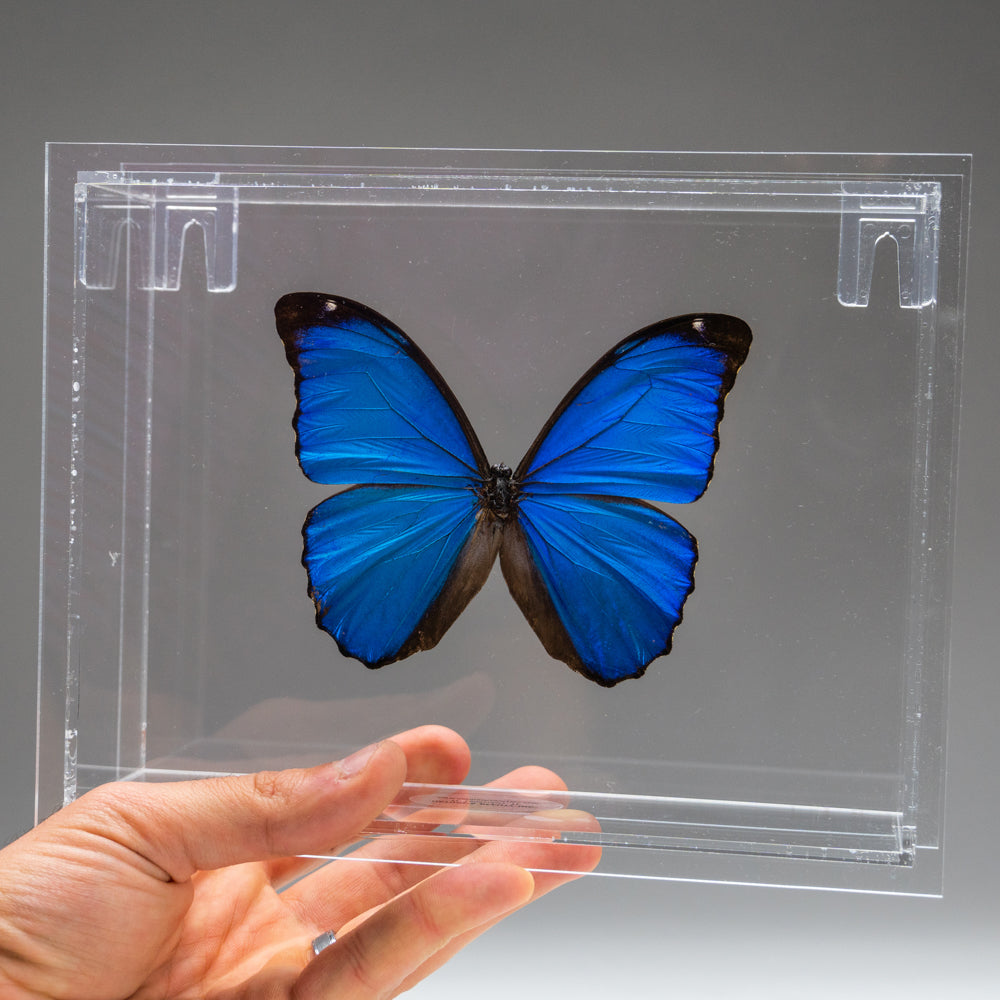 Butterfly in Clear Display Frame