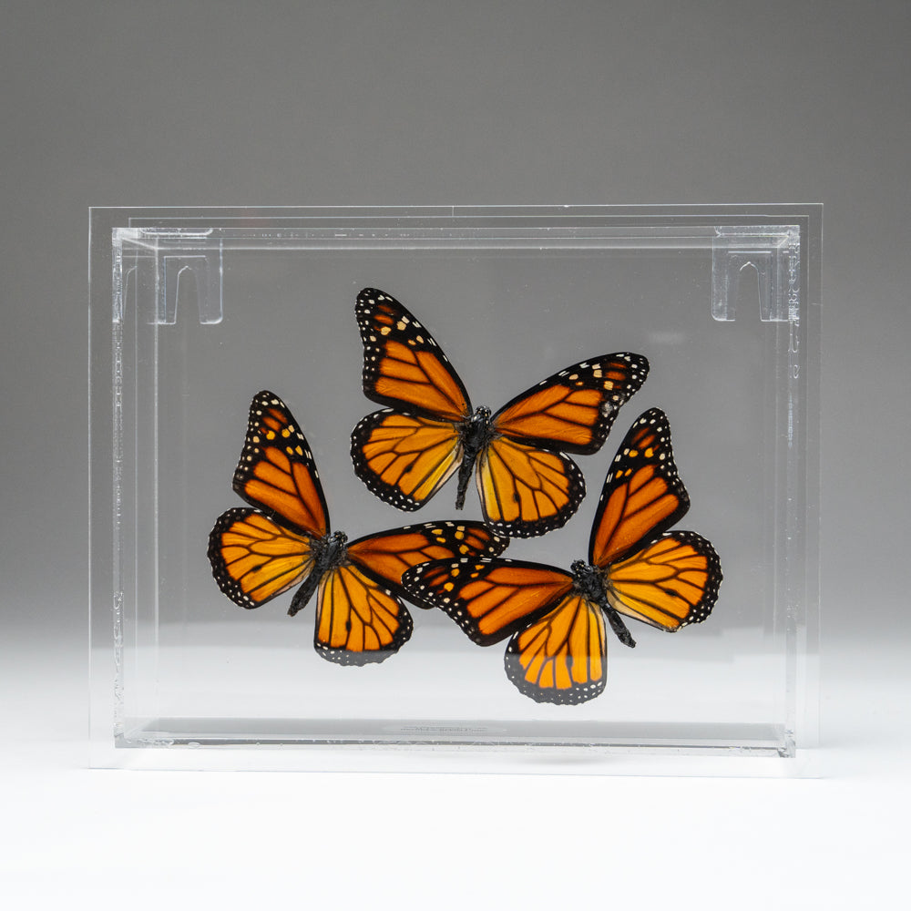 3 Butterflies in Clear Display Frame