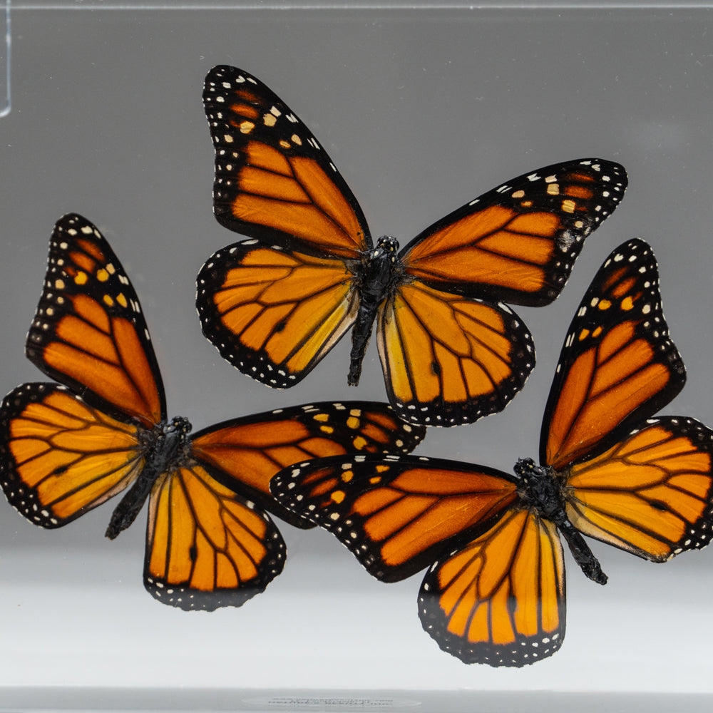 3 Butterflies in Clear Display Frame