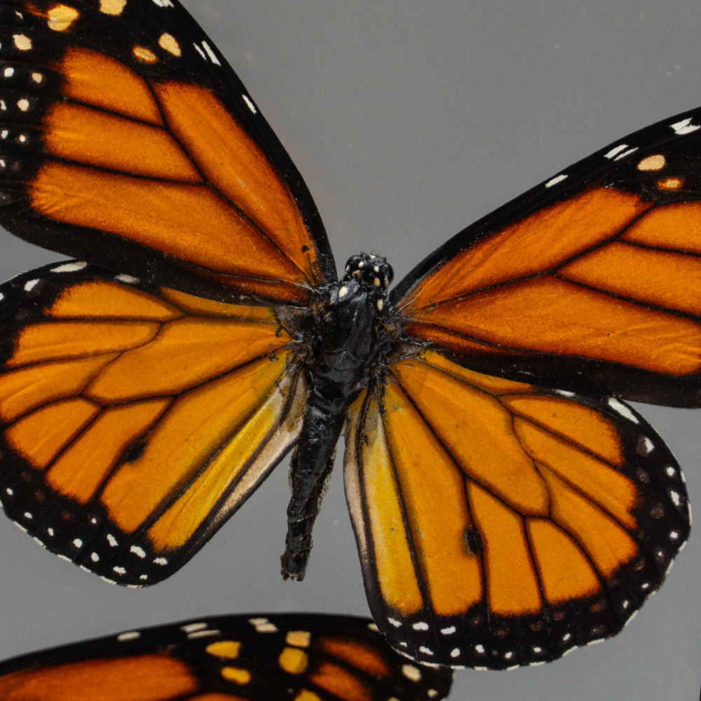 3 Butterflies in Clear Display Frame