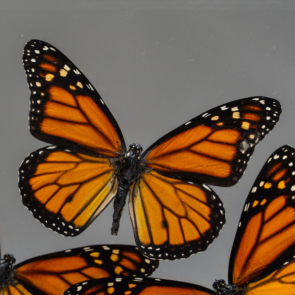 3 Butterflies in Clear Display Frame