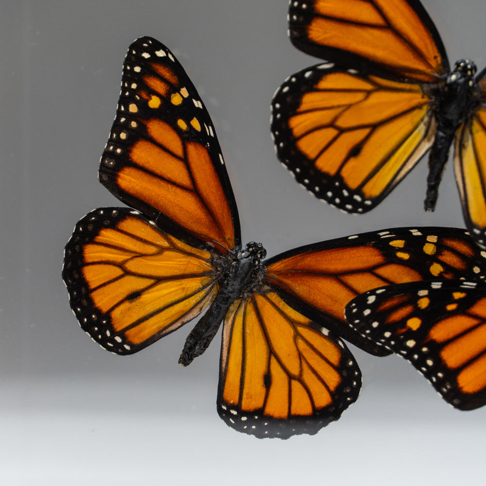 3 Butterflies in Clear Display Frame