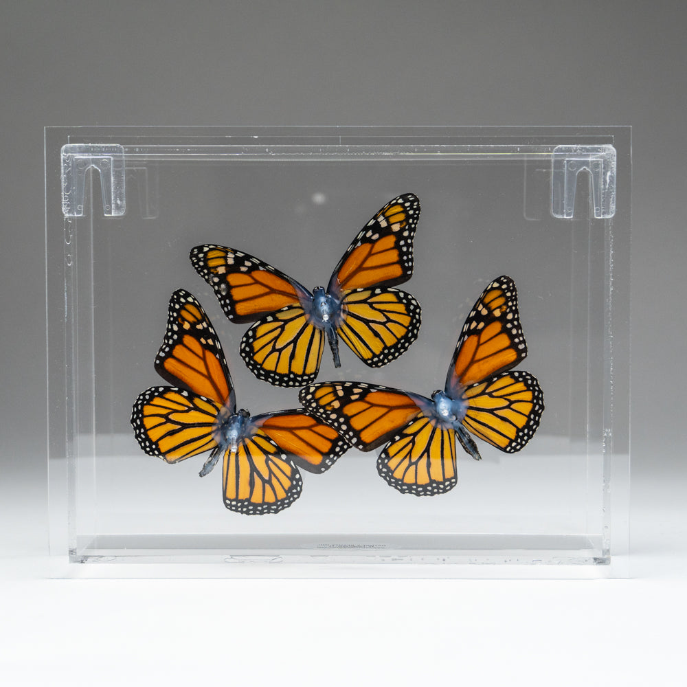 3 Butterflies in Clear Display Frame