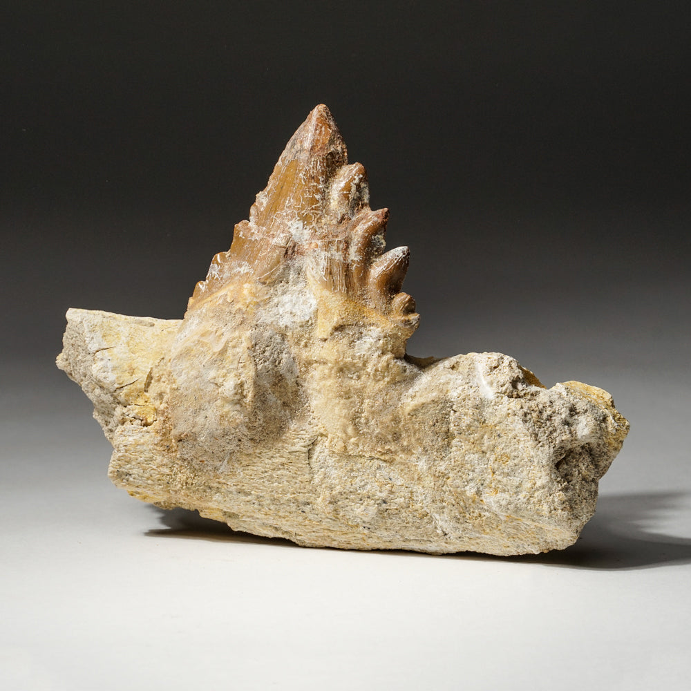 Genuine Natural Pre Historic Basilousaurus Whale Tooth on Matrix