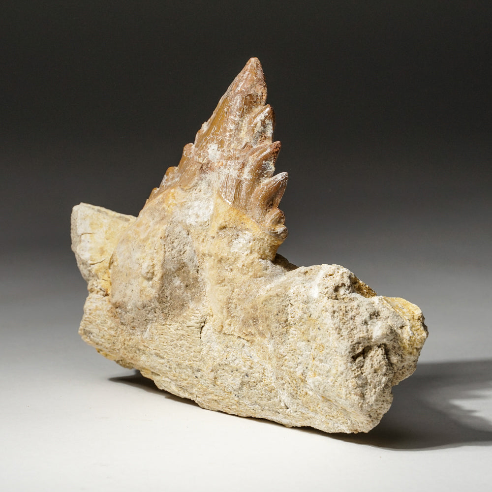 Genuine Natural Pre Historic Basilousaurus Whale Tooth on Matrix
