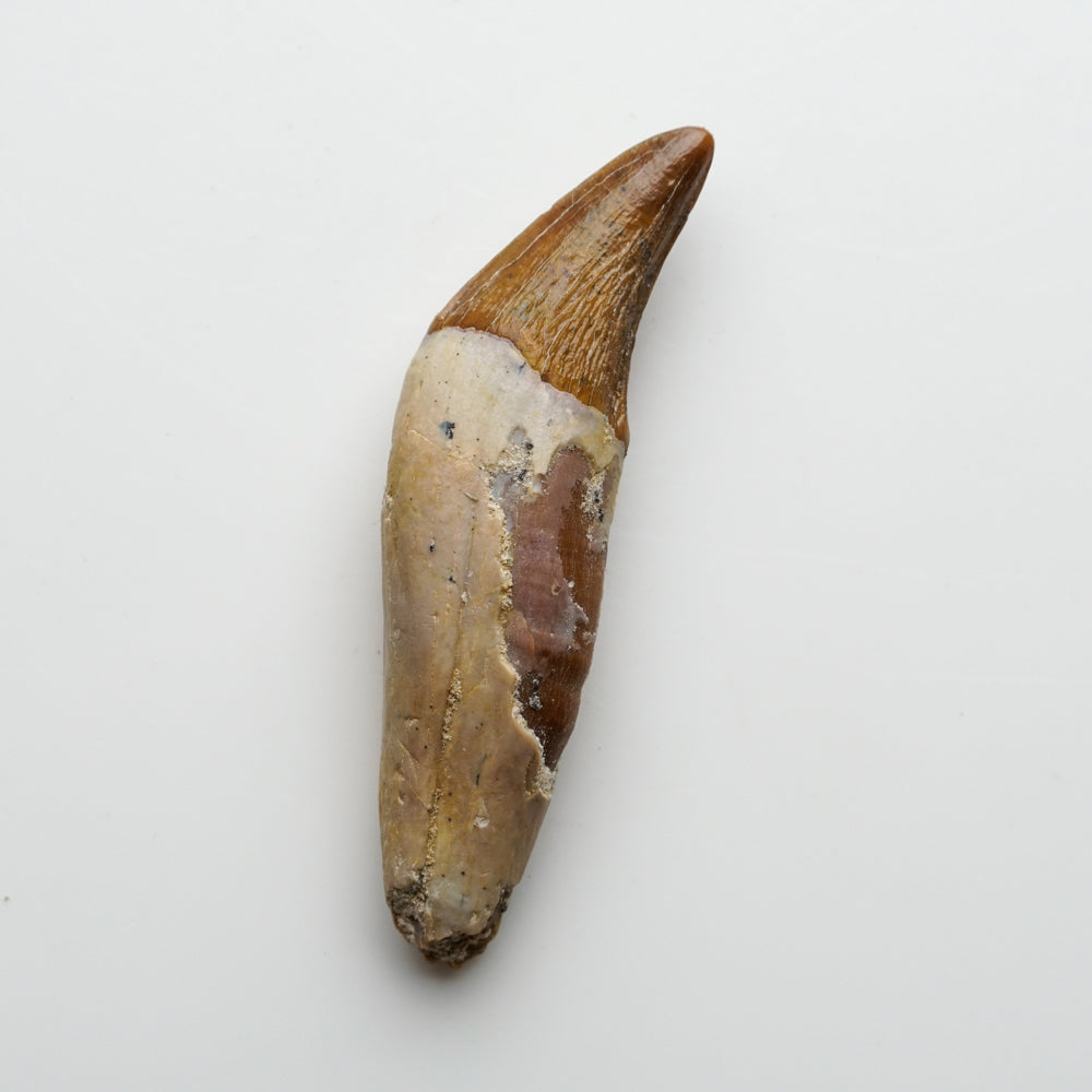 Genuine Natural Spinosaurus Dinosaur Tooth