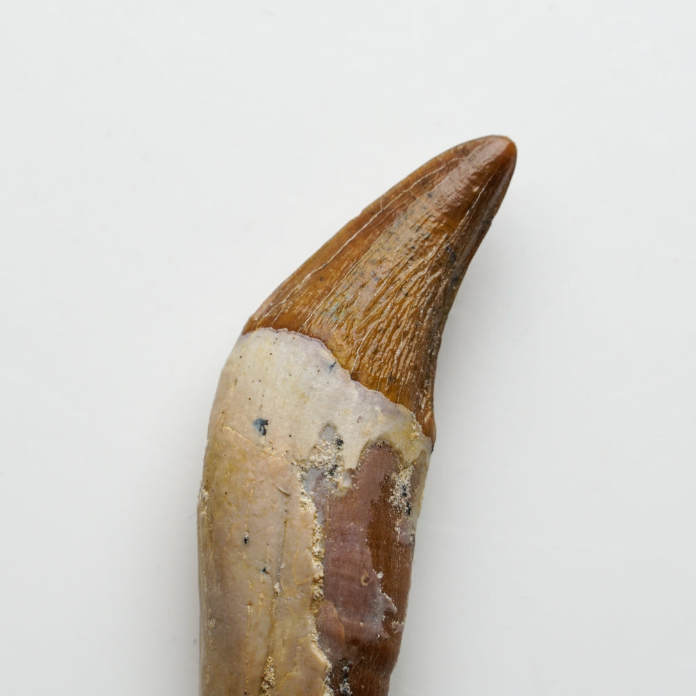 Genuine Natural Spinosaurus Dinosaur Tooth