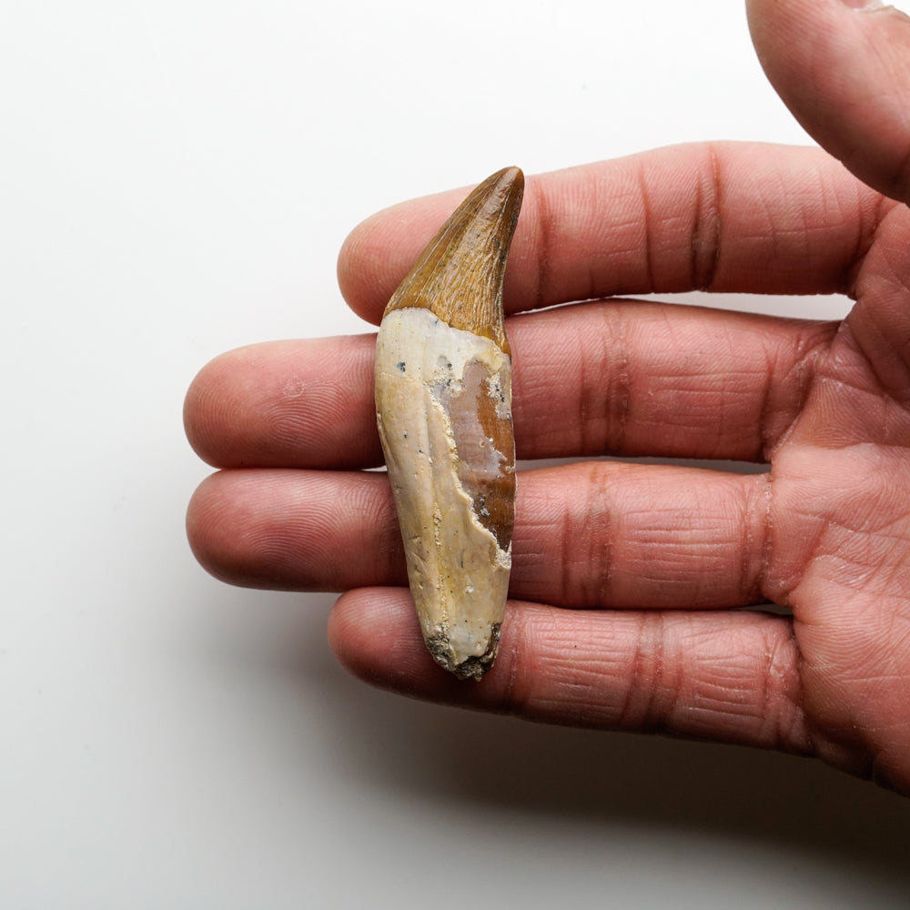 Genuine Natural Spinosaurus Dinosaur Tooth