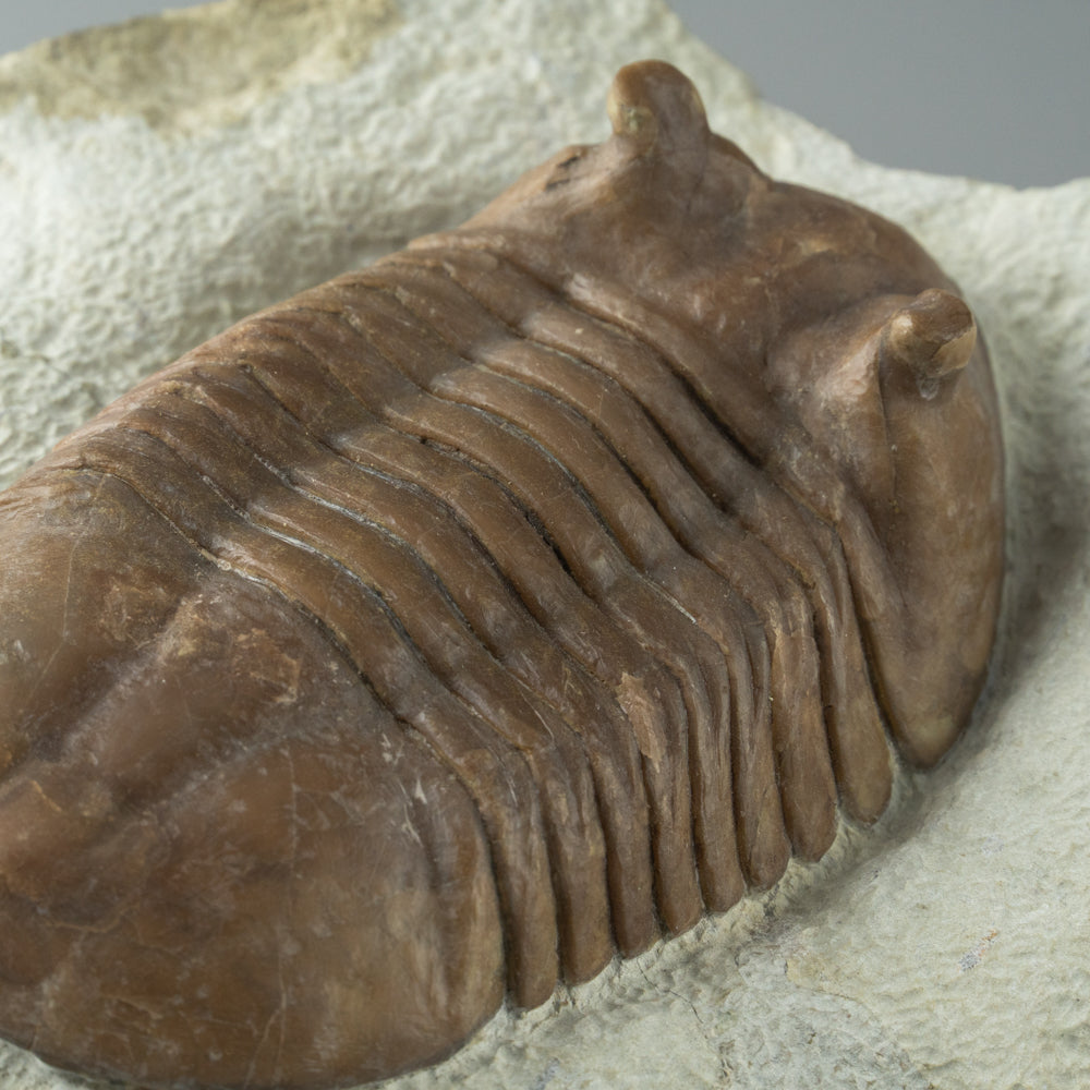 Asaphus intermedius Trilobite from Morocco (844.4 grams)