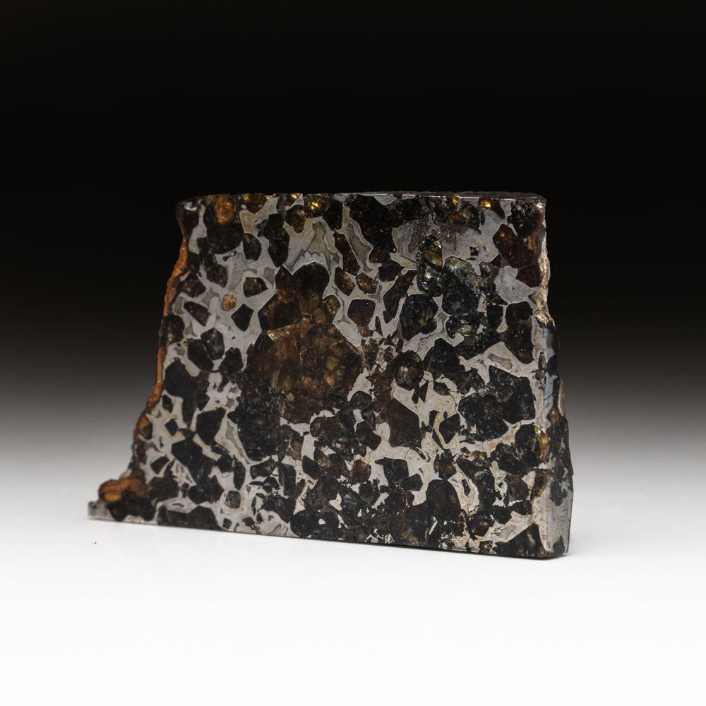 Seymchan Pallasite Meteorite Slab (195.7 grams)