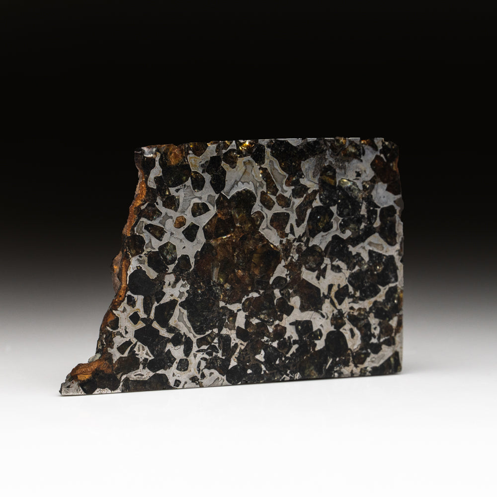 Seymchan Pallasite Meteorite Slab (195.7 grams)