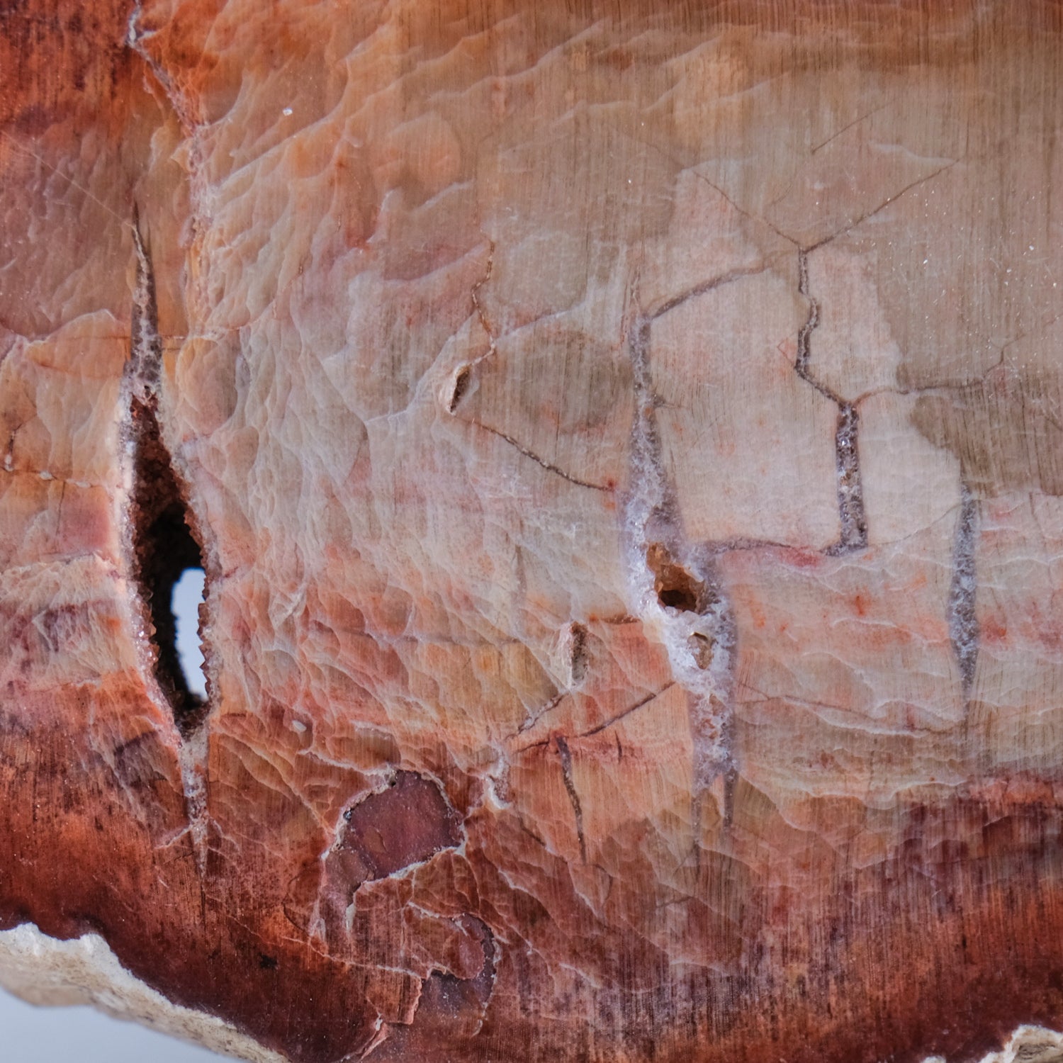 Genuine Petrified Wood Slice Freeform from Madagascar