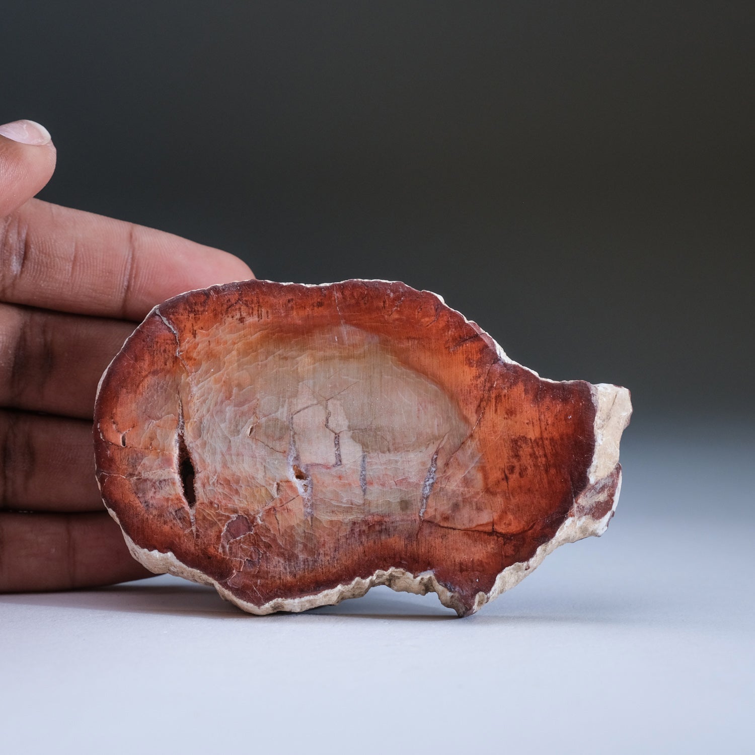 Genuine Petrified Wood Slice Freeform from Madagascar