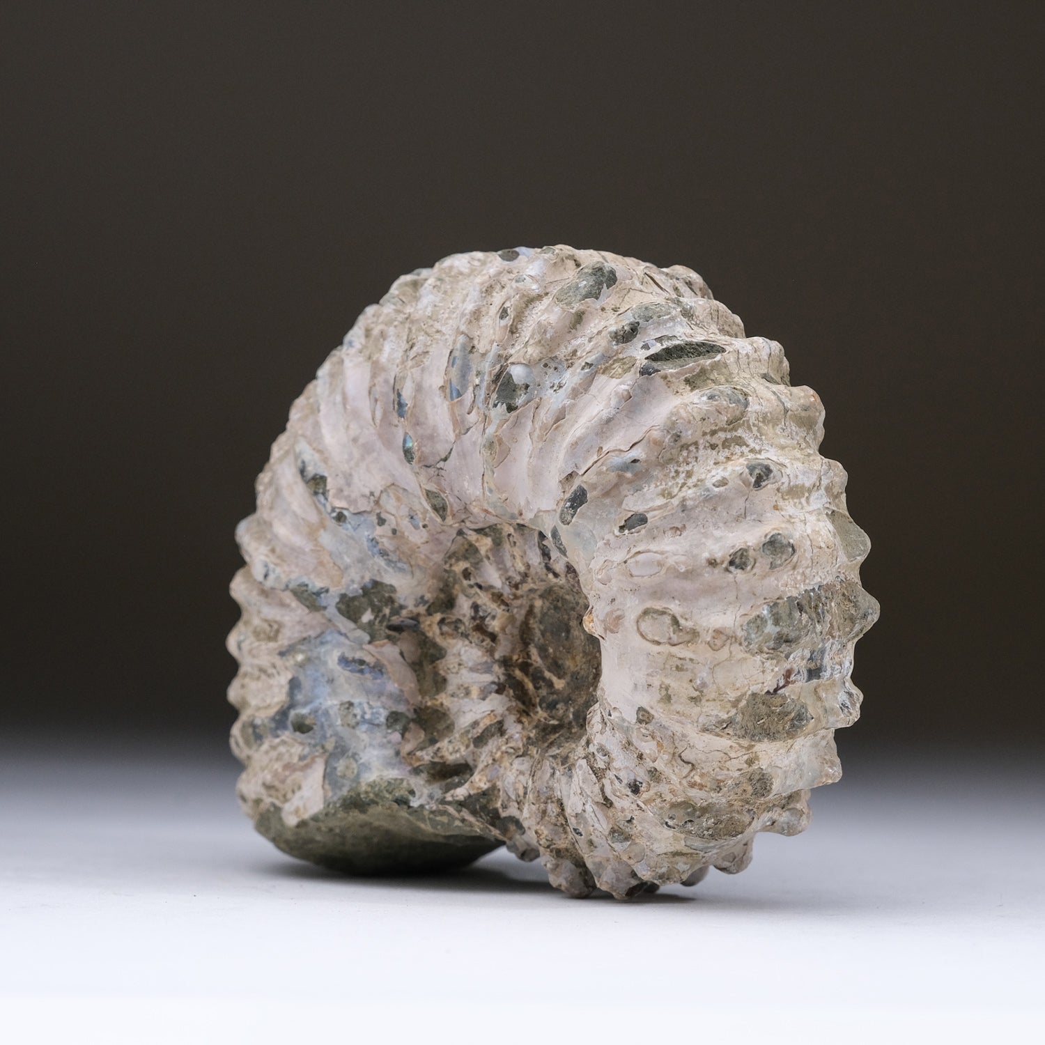 Natural Ammonite Fossil from Madagascar (1.1 lbs)