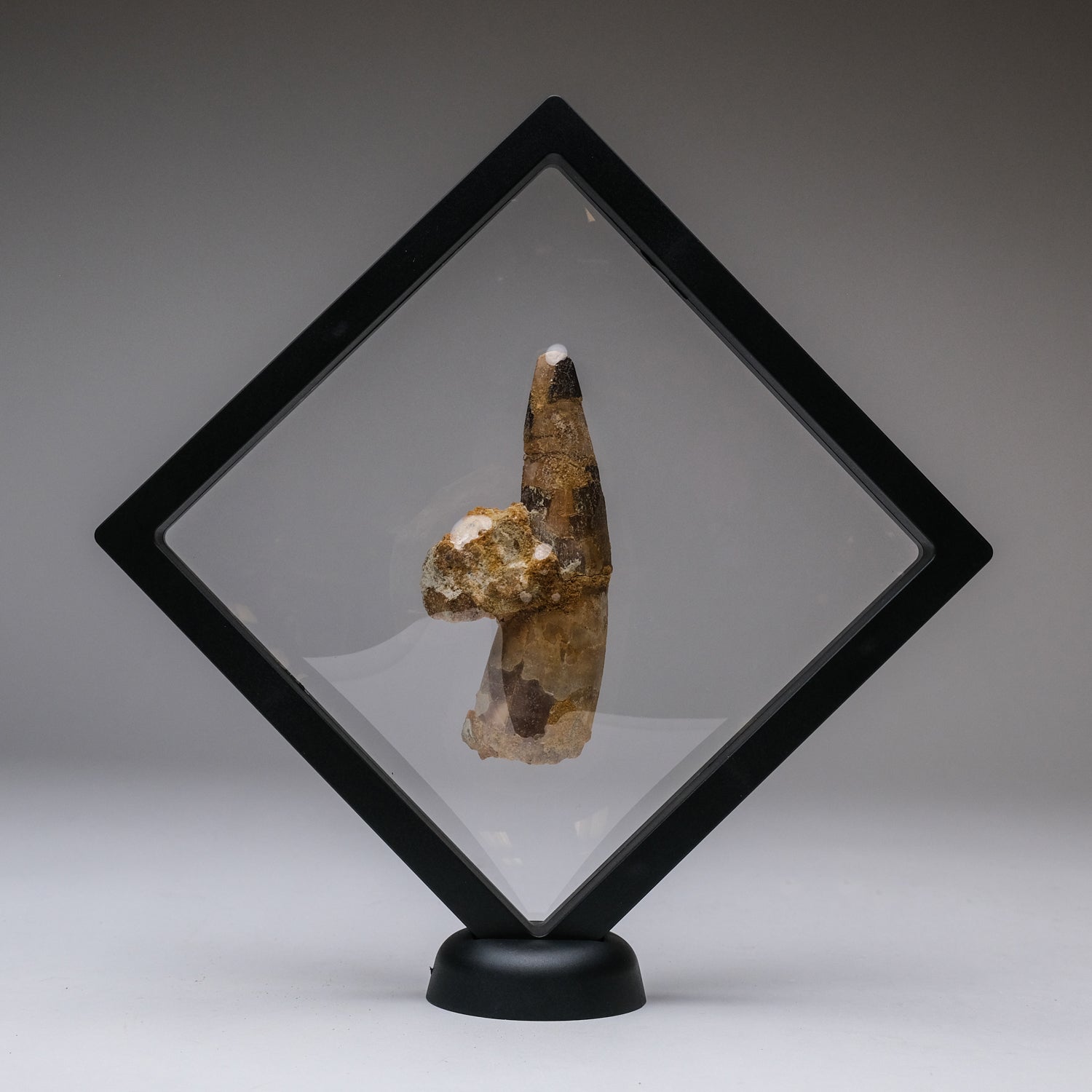 Genuine Spinosaurus Dinosaur Tooth in Display Box (115 grams)