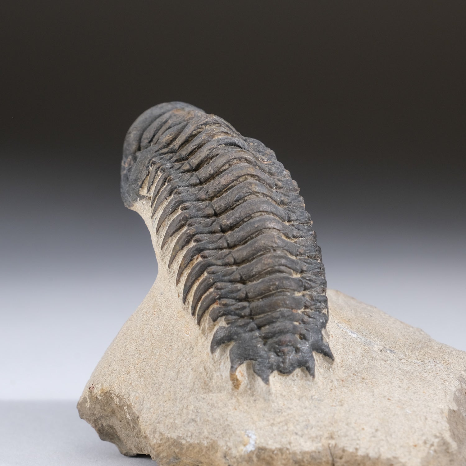 Asaphus intermedius Trilobite on Matrix from Morocco (346.2 grams)