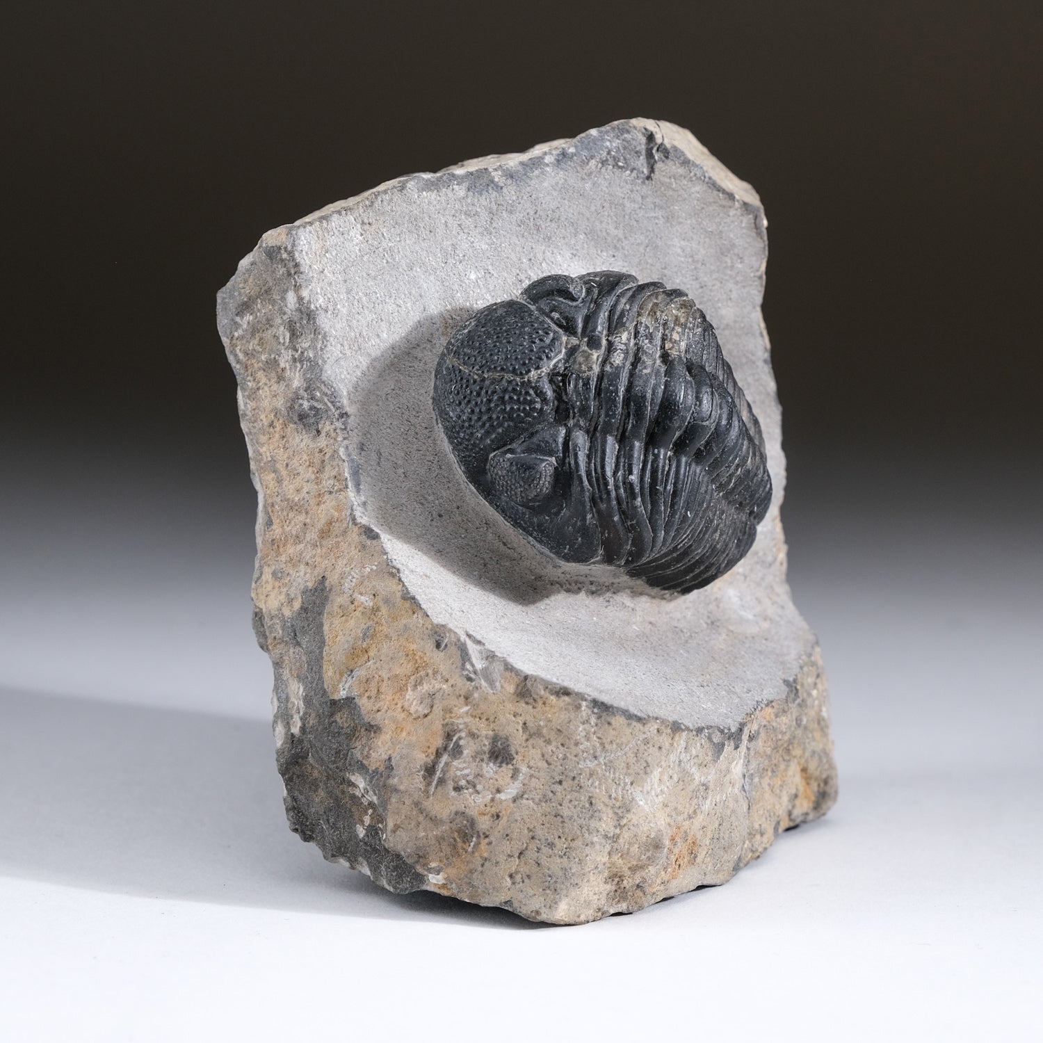 Asaphus intermedius Trilobite on Matrix from Morocco (1.7 lbs)