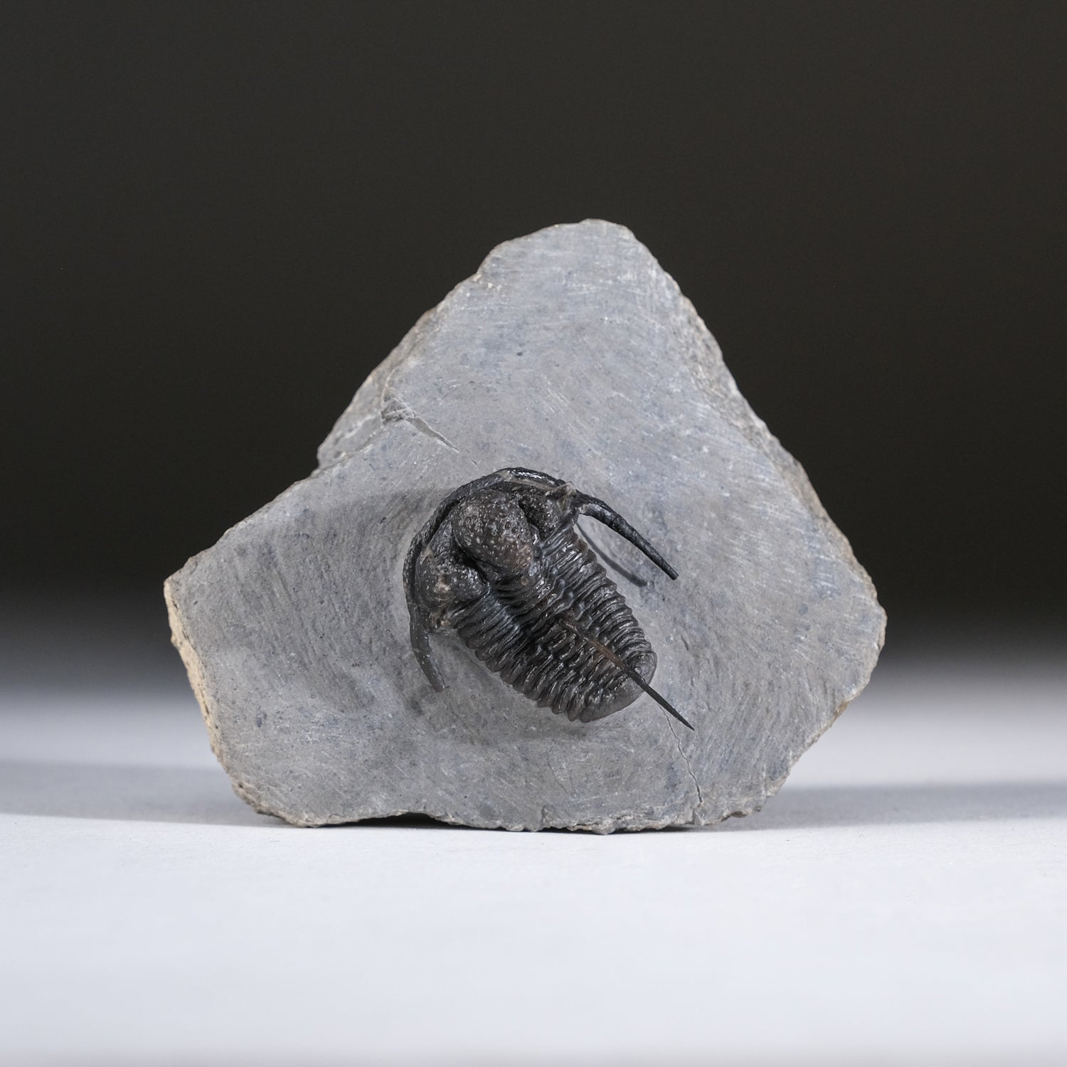 Ceratarges armatus Trilobite from Morocco (186 grams)