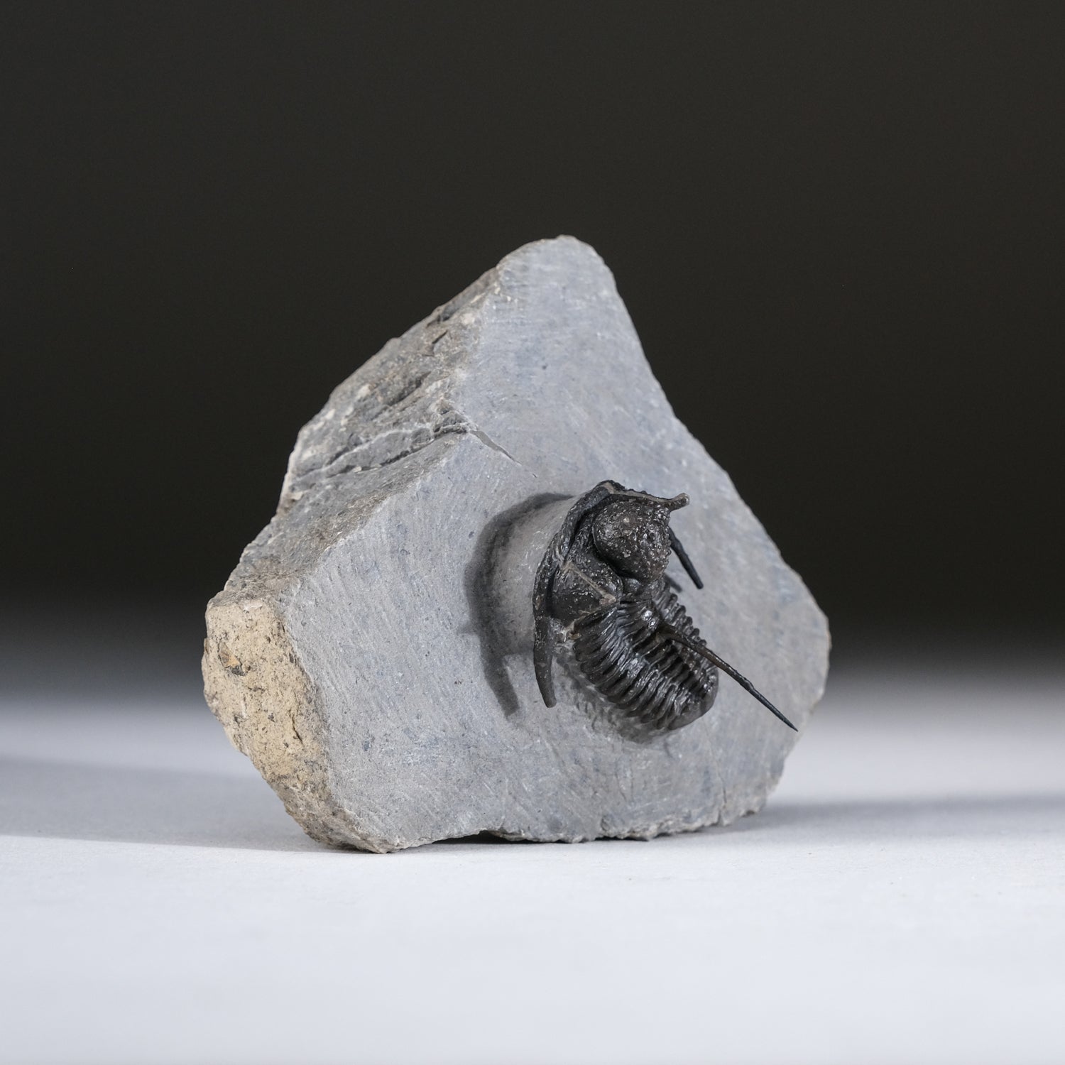 Ceratarges armatus Trilobite from Morocco (186 grams)