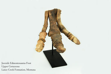 Edmontosaurus Foot - Astro Gallery