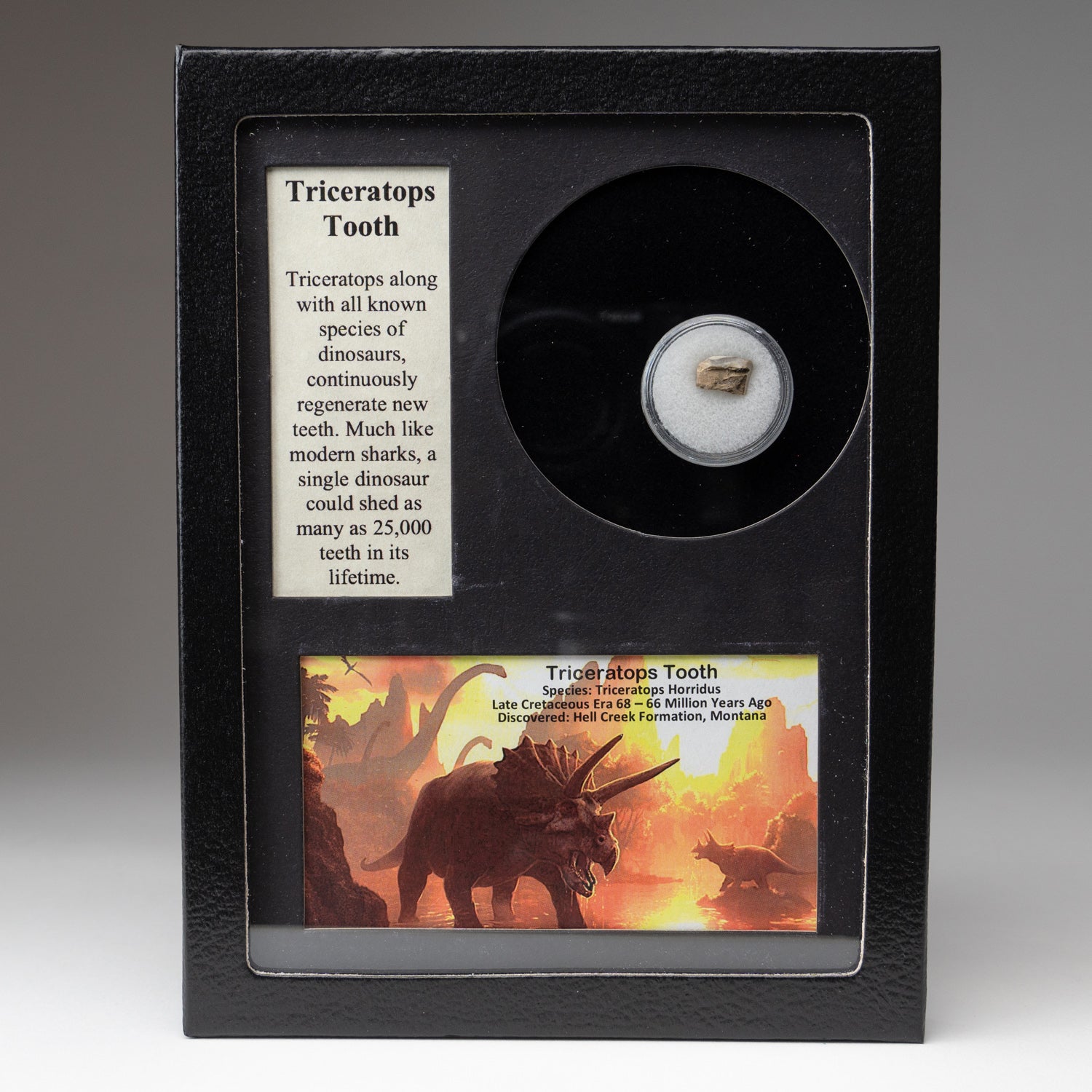 Genuine Triceratops Tooth in a Glass Display Box