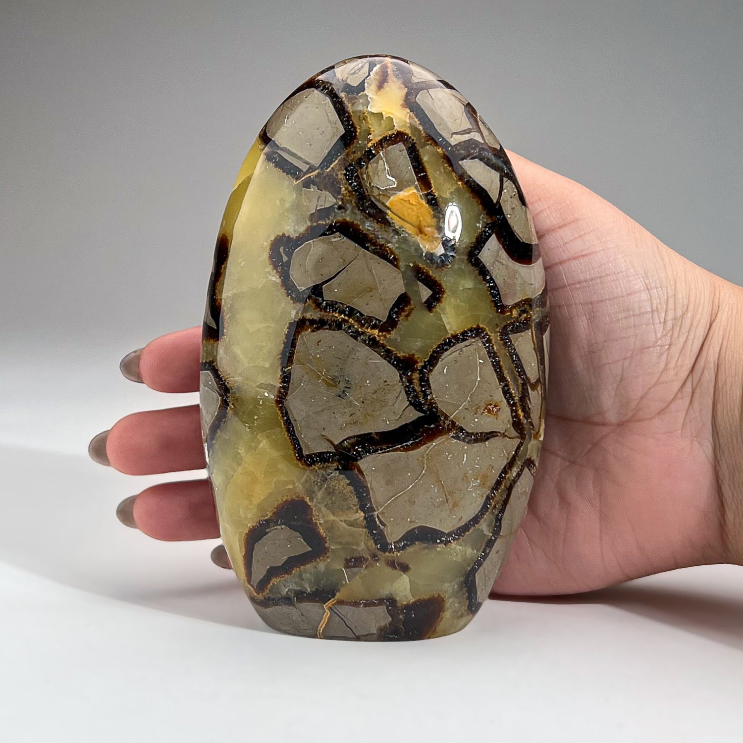 Polished Septarian Freeform from Madagascar (1.8 lbs)