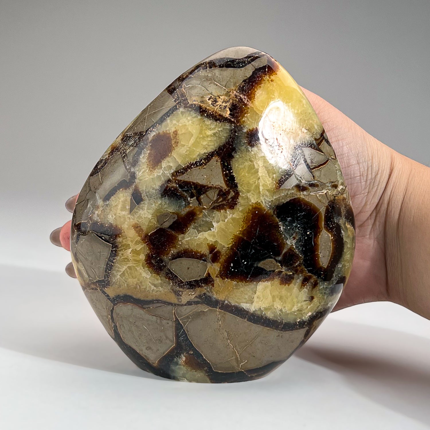 Polished Septarian Freeform from Madagascar (3 lbs)
