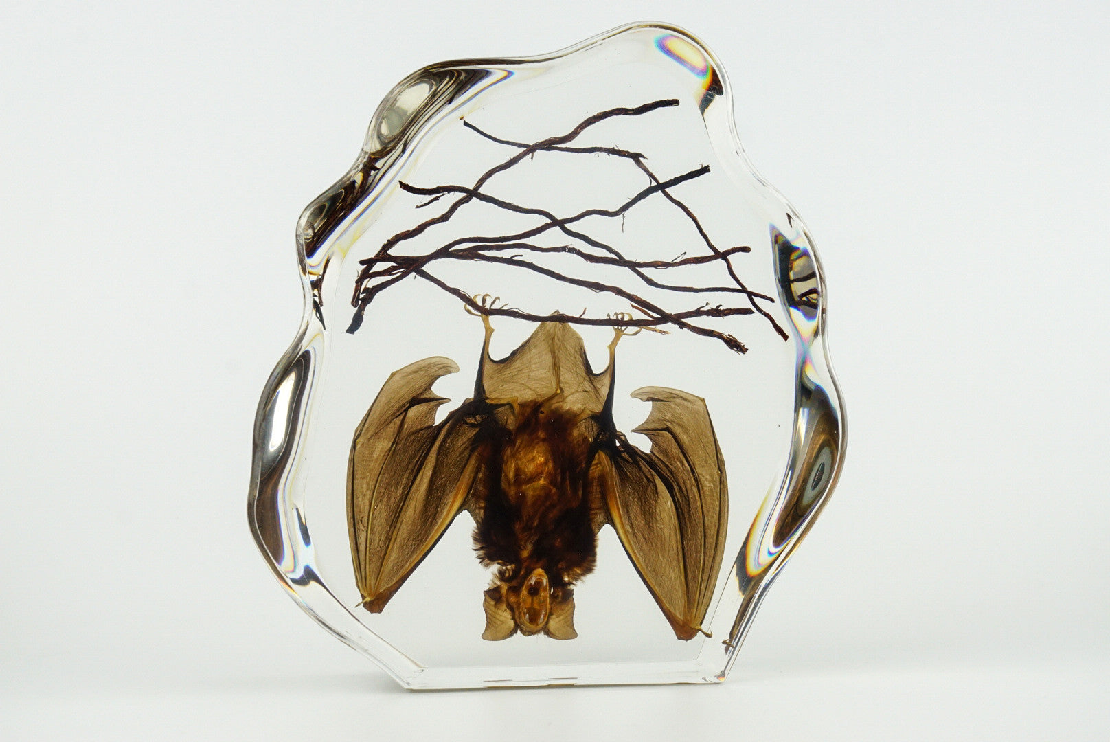 Hanging Horseshoe Bat in Lucite - Astro Gallery